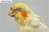 玄鳳鸚鵡藏品圖，第14張